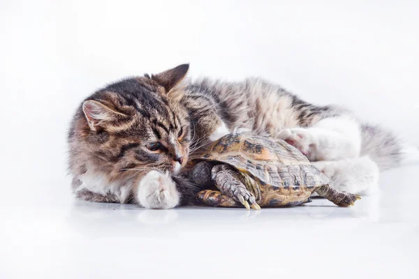 Beyaz zemin üzerinde bir kaplumbağa ile tekir kedi — Stok fotoğraf