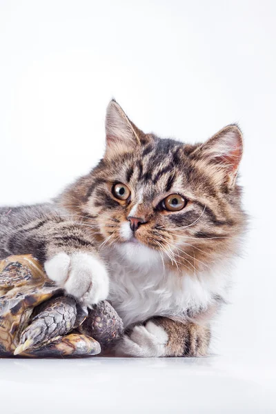 Chat tabby avec une tortue sur un fond blanc — Photo