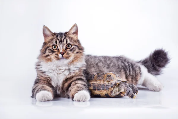 Gatto tabby con una tartaruga su sfondo bianco — Foto Stock