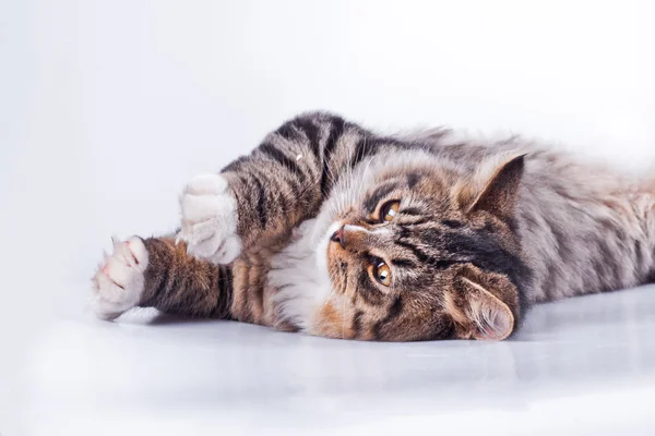 Chat tabby avec une tortue sur un fond blanc — Photo