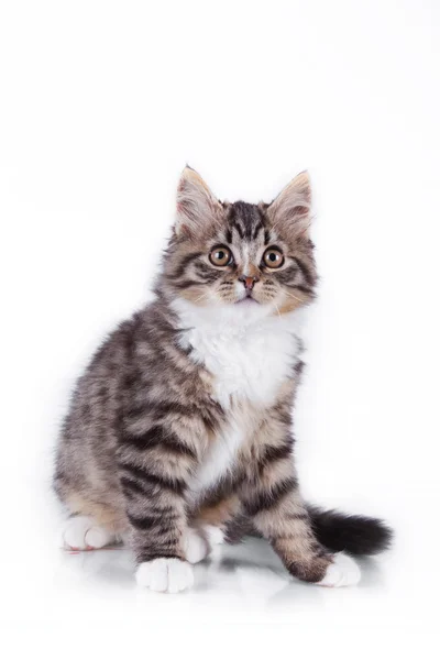 Tabby cat on a white background — Stock Photo, Image