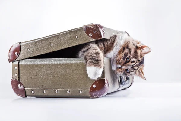 Tabby cat on a white background — Stock Photo, Image