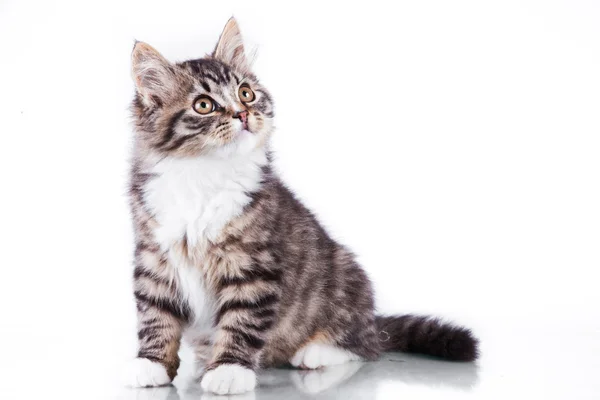 Tabby cat on a white background — Stock Photo, Image