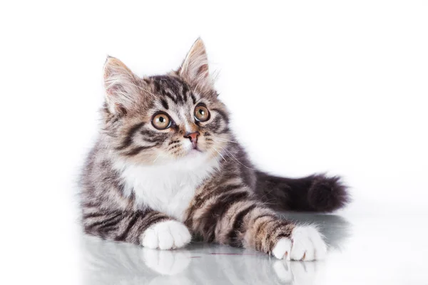 Tabby cat on a white background — Stock Photo, Image