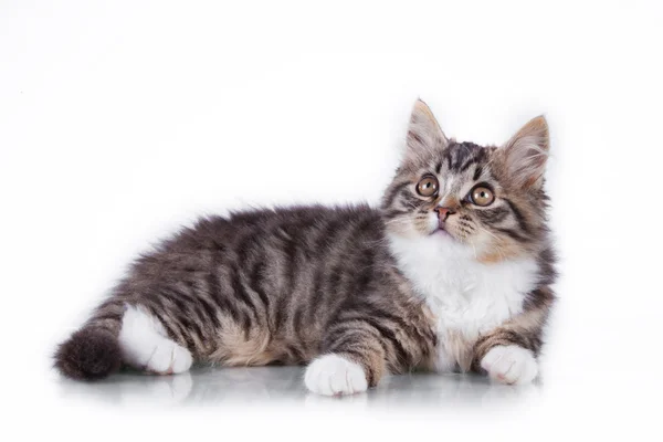 Tabby cat on a white background — Stock Photo, Image