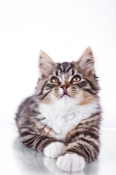 Gato de tabby sobre fondo blanco —  Fotos de Stock
