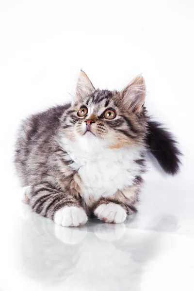 Mourovatá kočka na bílém pozadí — Stock fotografie