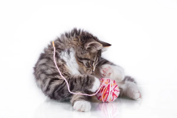 Tabby cat on a white background — Stock Photo, Image