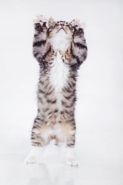 Tabby cat on a white background — Stock Photo, Image