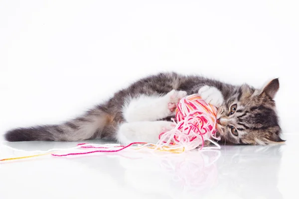 Tabby gato em um fundo branco — Fotografia de Stock