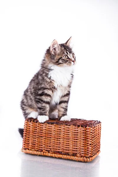 Tabby gato em um fundo branco — Fotografia de Stock