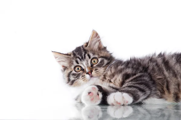 Tabby cat on a white background — Stock Photo, Image