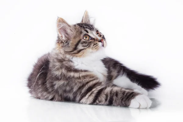 Gato de tabby sobre fondo blanco —  Fotos de Stock