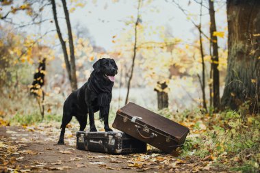 doğa, sonbaharda Labrador siyah vintage