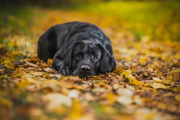 Černý labrador podzim v přírodě, vintage — Stock fotografie