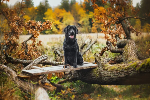 Czarny labrador jesień w przyrodzie, vintage — Zdjęcie stockowe