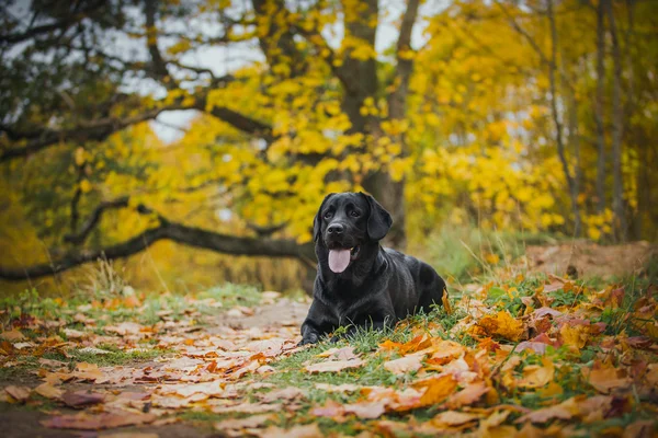 Labrador noir automne dans la nature, vintage — Photo