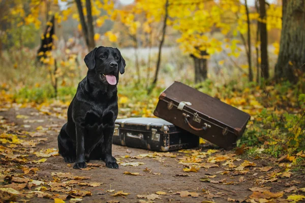 Musta labrador syksy luonnossa, vuosikerta — kuvapankkivalokuva