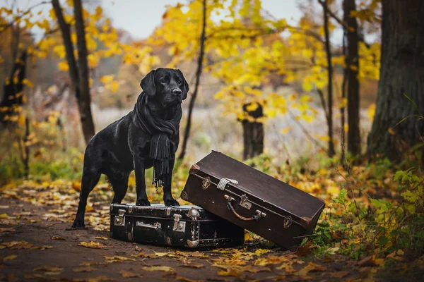 Preto labrador outono na natureza, vintage — Fotografia de Stock