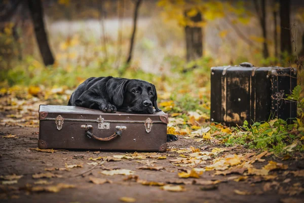 Czarny labrador jesień w przyrodzie, vintage — Zdjęcie stockowe