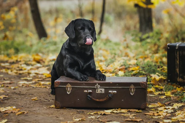 Preto labrador outono na natureza, vintage — Fotografia de Stock