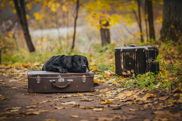 Black labrador autumn in nature, vintage — Stock Photo, Image