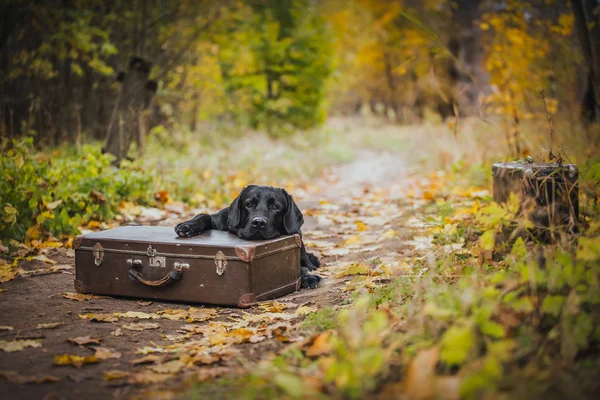 Schwarzer Labrador Herbst in der Natur, Jahrgang — Stockfoto