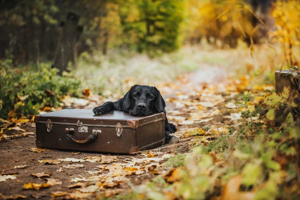 Labrador negro otoño en la naturaleza, vendimia — Foto de Stock