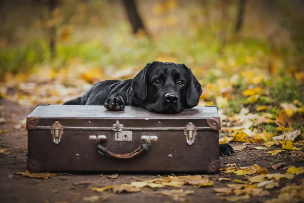 Svart labrador hösten i naturen, vintage — Stockfoto