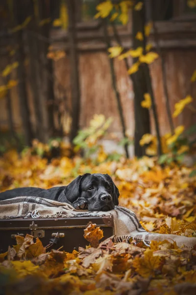 Fekete labrador ősszel a természetben, vintage — Stock Fotó