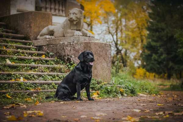 Schwarzer Labrador Herbst in der Natur, Jahrgang — Stockfoto