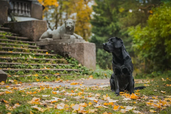 Schwarzer Labrador Herbst in der Natur, Jahrgang — Stockfoto