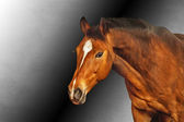 Картина, постер, плакат, фотообои "drawing of a horse, portrait", артикул 56361007
