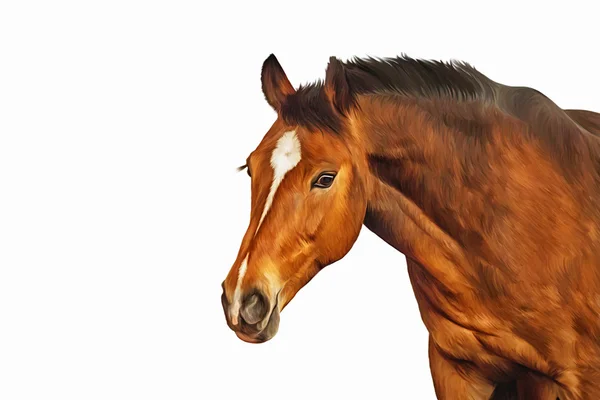 Kreslení koně, portrét — Stock fotografie