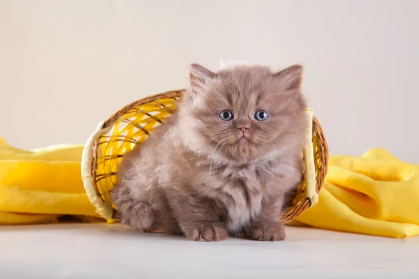 Scottish kittens — Stock Photo, Image