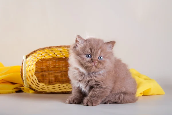 İskoç yavru kedi — Stok fotoğraf