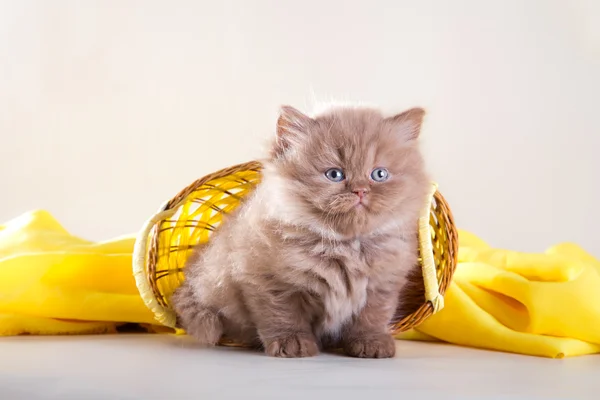 Schotse kittens — Stockfoto