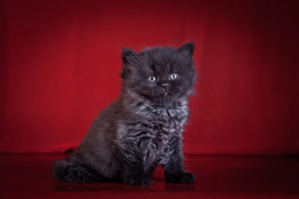 Scottish kittens — Stock Photo, Image