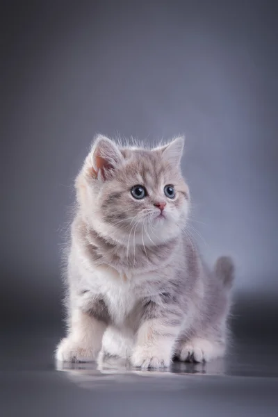 Schotse kittens — Stockfoto