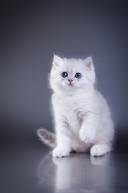 İskoç yavru kedi