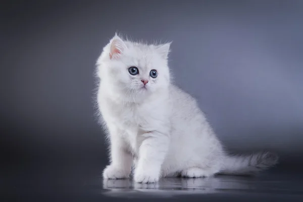 Schottische Jungtiere — Stockfoto