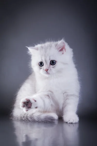 Gatinhos escoceses — Fotografia de Stock