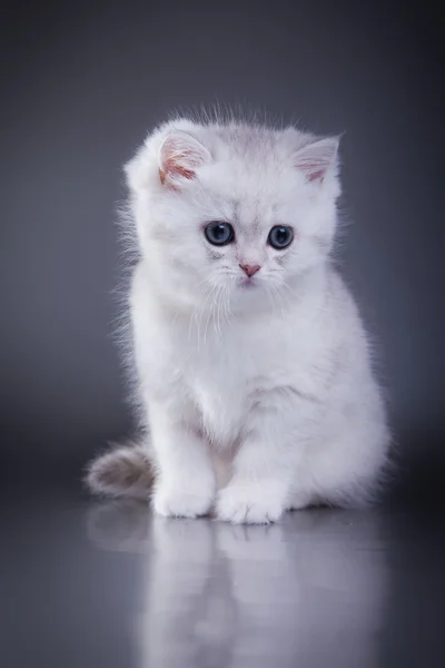 Scottish kittens — Stock Photo, Image