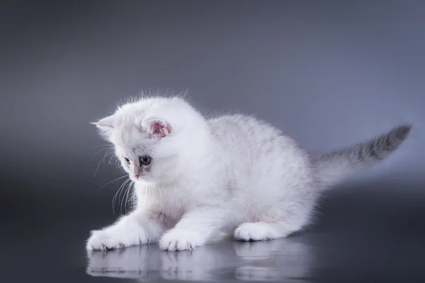 Gatinhos escoceses — Fotografia de Stock