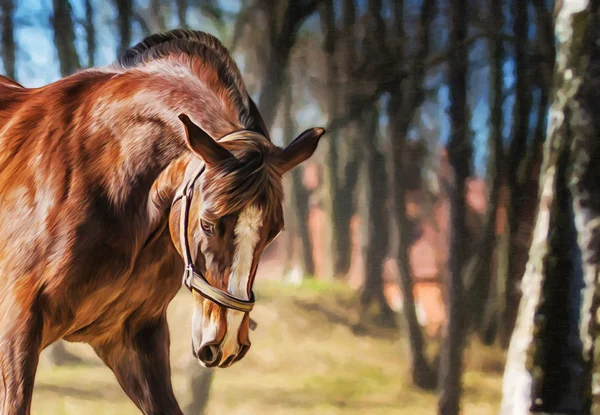 Tekening van een paard, portret — Stockfoto