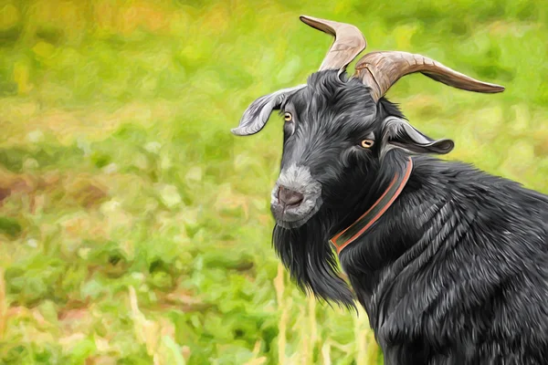 Dibujo de cabras, retrato — Foto de Stock