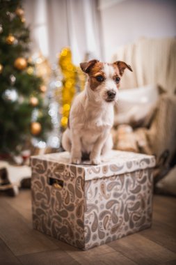Noel, yeni yıl, Jack Russell Terrier köpek