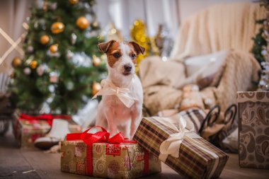 Noel, yeni yıl, Jack Russell Terrier köpek