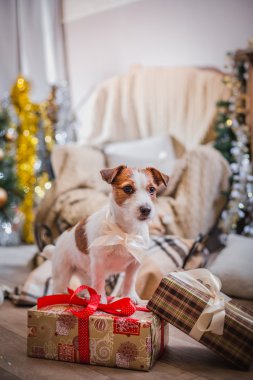 Noel, yeni yıl, Jack Russell Terrier köpek