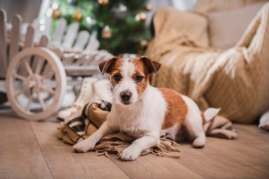 Noel, yeni yıl, Jack Russell Terrier köpek